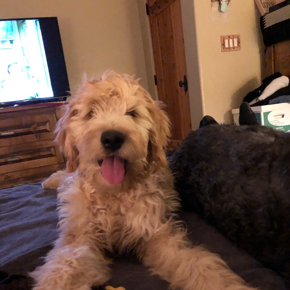 Meet your Posher, Andrea (& pup, Teddy)